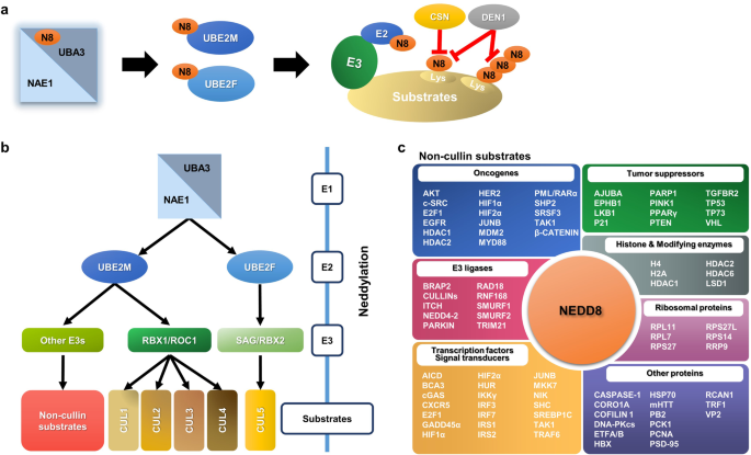 Protein neddylation and its role in health and diseases