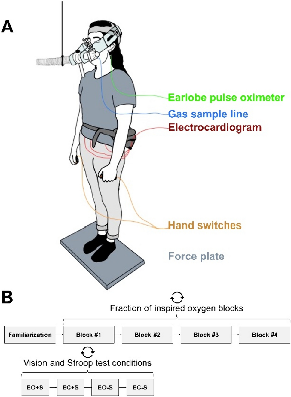The effects of acute normobaric hypoxia on standing balance while dual-tasking with and without visual input