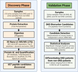 A candidate panel of eight urinary proteins shows potential of early diagnosis and risk assessment for diabetic kidney disease in type 1 diabetes