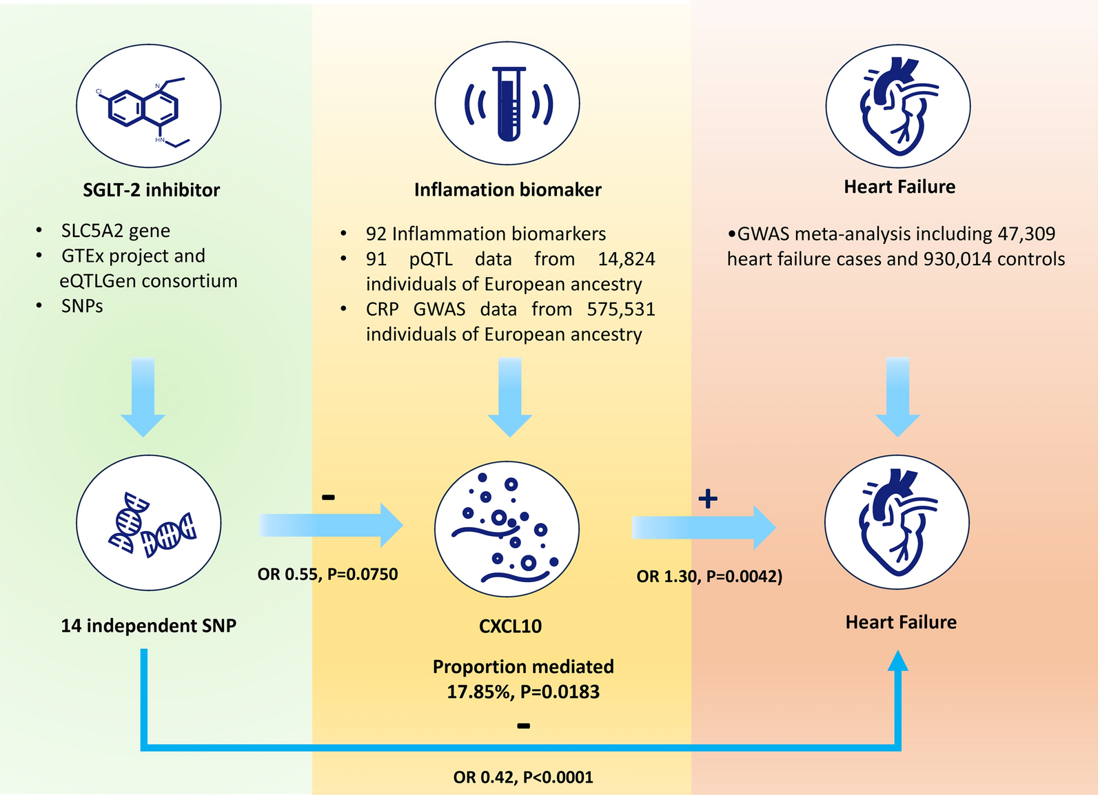 Sodium-glucose cotransporter 2 inhibitors, inflammation, and heart failure: a two-sample Mendelian randomization study