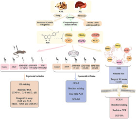 Naringenin inhibits APAP-induced acute liver injury through activating PPARA-dependent signaling pathway