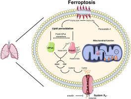 Peroxiredoxin 6 suppresses ferroptosis in lung endothelial cells
