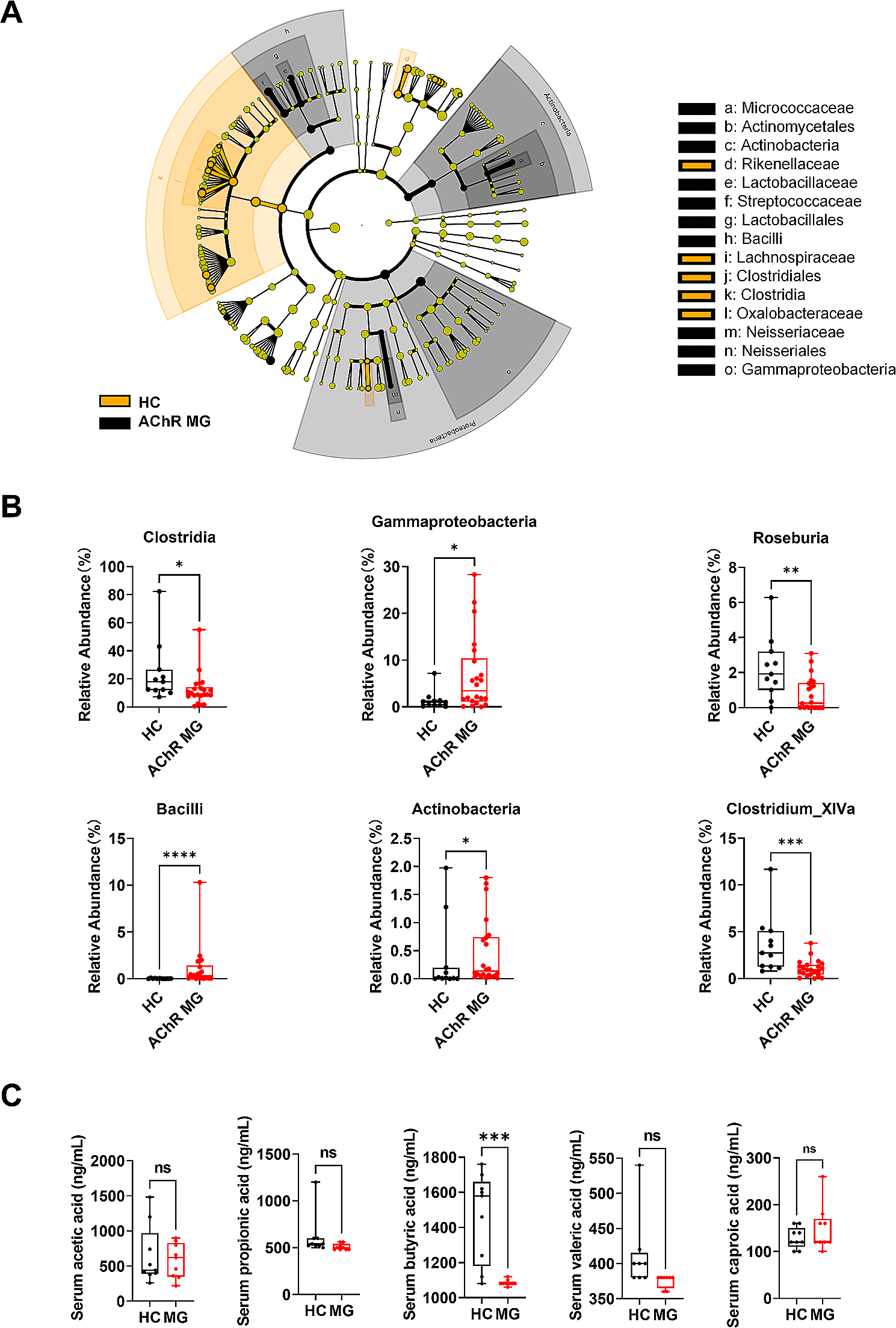 Gut microbiota-derived butyrate restores impaired regulatory T cells in patients with AChR myasthenia gravis via mTOR-mediated autophagy