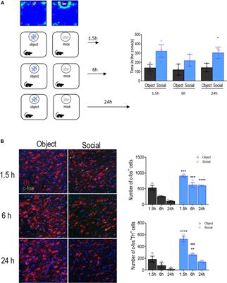 Liver kinase B-1 modulates the activity of dopamine neurons in the ventral tegmental area and regulates social memory formation