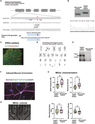 Mutations in the postsynaptic density signaling hub TNIK disrupt PSD signaling in human models of neurodevelopmental disorders