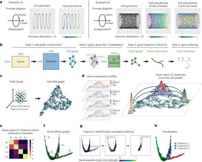 Gene trajectory inference for single-cell data by optimal transport metrics