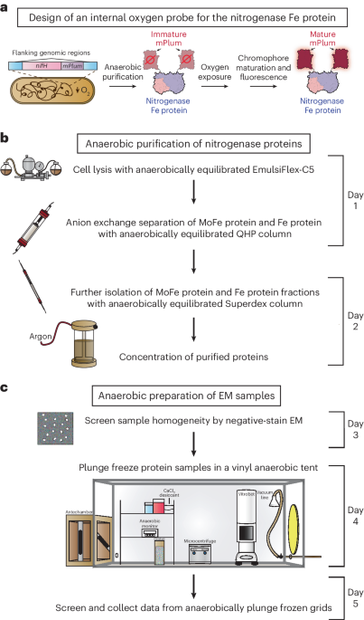 Anaerobic cryoEM protocols for air-sensitive nitrogenase proteins