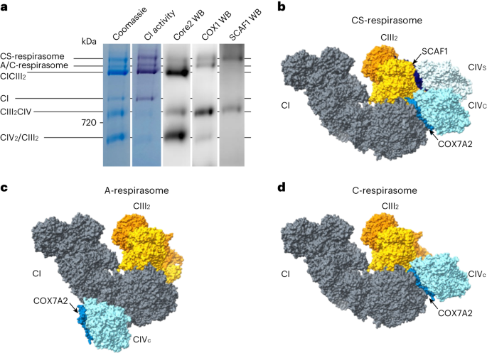 SCAF1 drives the compositional diversity of mammalian respirasomes