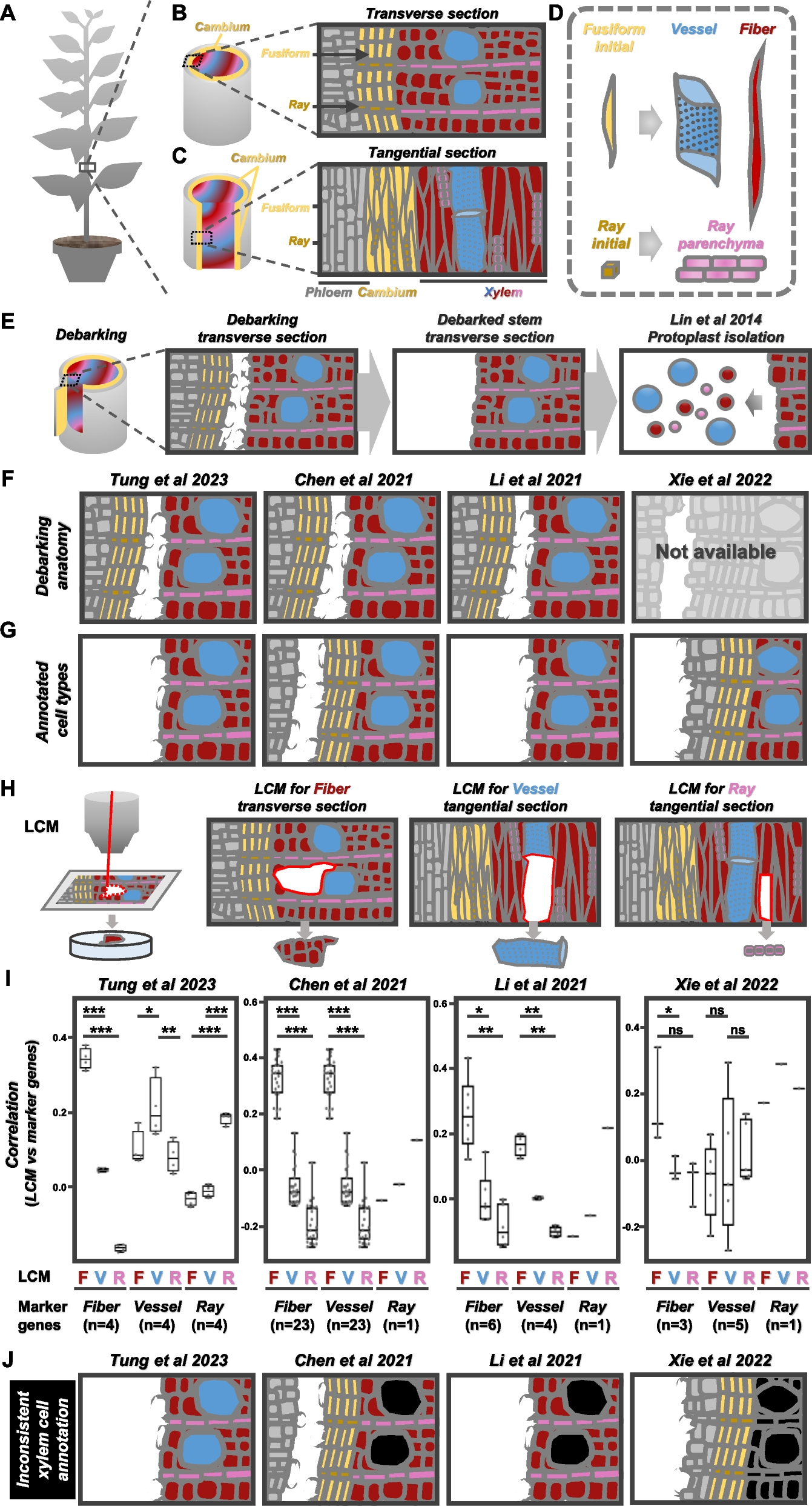 Merit of integrating in situ transcriptomics and anatomical information for cell annotation and lineage construction in single-cell analyses of Populus