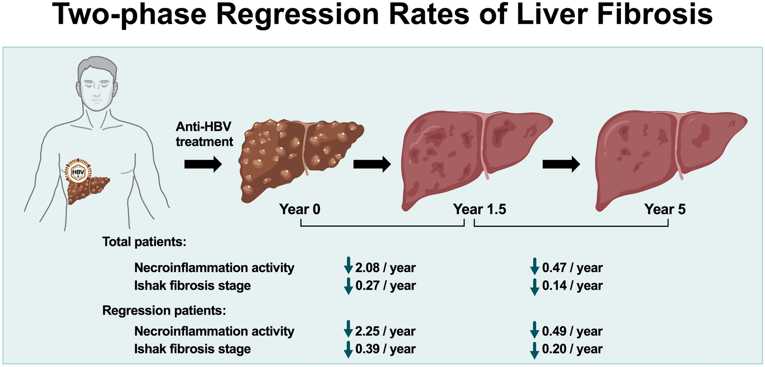 Liver fibrosis showed a two-phase regression rate during long-term anti-HBV therapy by three-time biopsies assessments