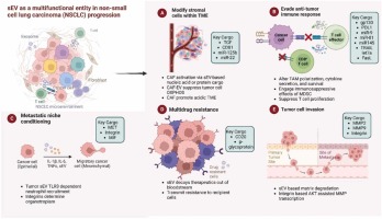 Small extracellular vesicles: multi-functional aspects in non-small cell lung carcinoma