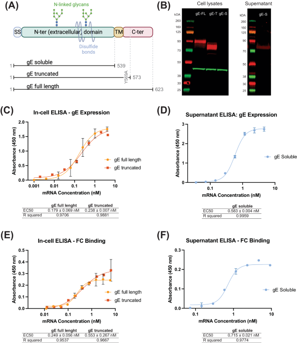 Potent and long-lasting humoral and cellular immunity against varicella zoster virus induced by mRNA-LNP vaccine