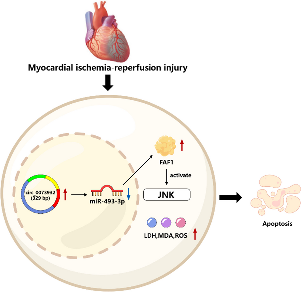 Inhibition of circ_0073932 attenuates myocardial ischemia‒reperfusion injury via miR-493-3p/FAF1/JNK