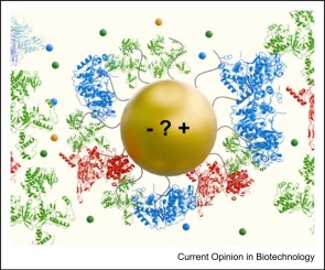 Does the surface charge of the nanoparticles drive nanoparticle–cell membrane interactions?