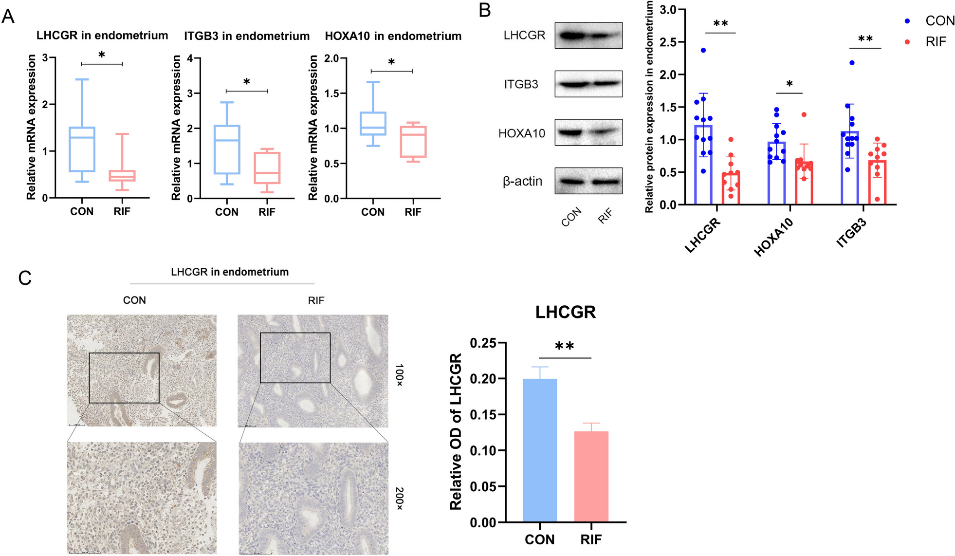 Enhancing endometrial receptivity: the roles of human chorionic gonadotropin in autophagy and apoptosis regulation in endometrial stromal cells