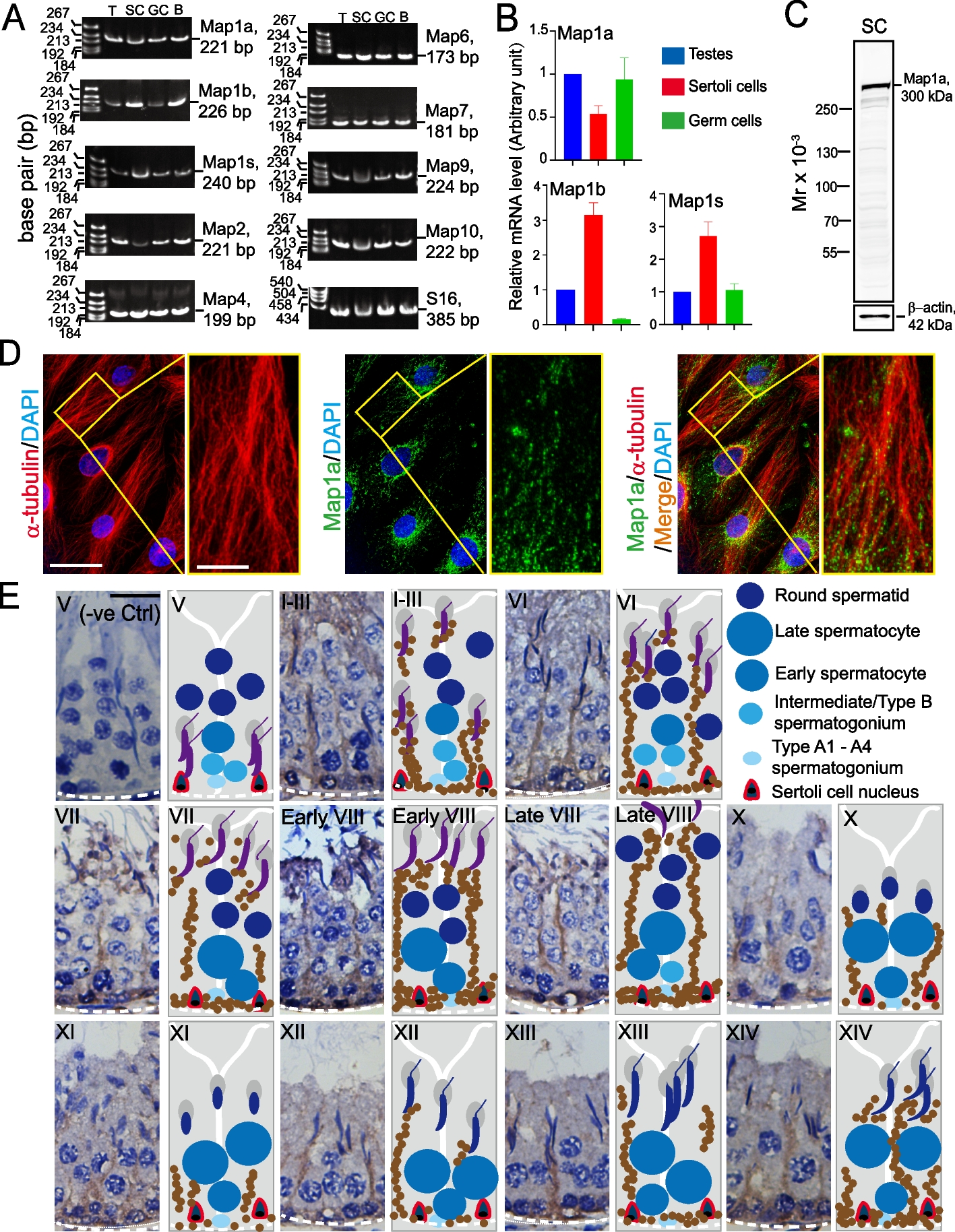 Map-1a regulates Sertoli cell BTB dynamics through the cytoskeletal organization of microtubule and F-actin