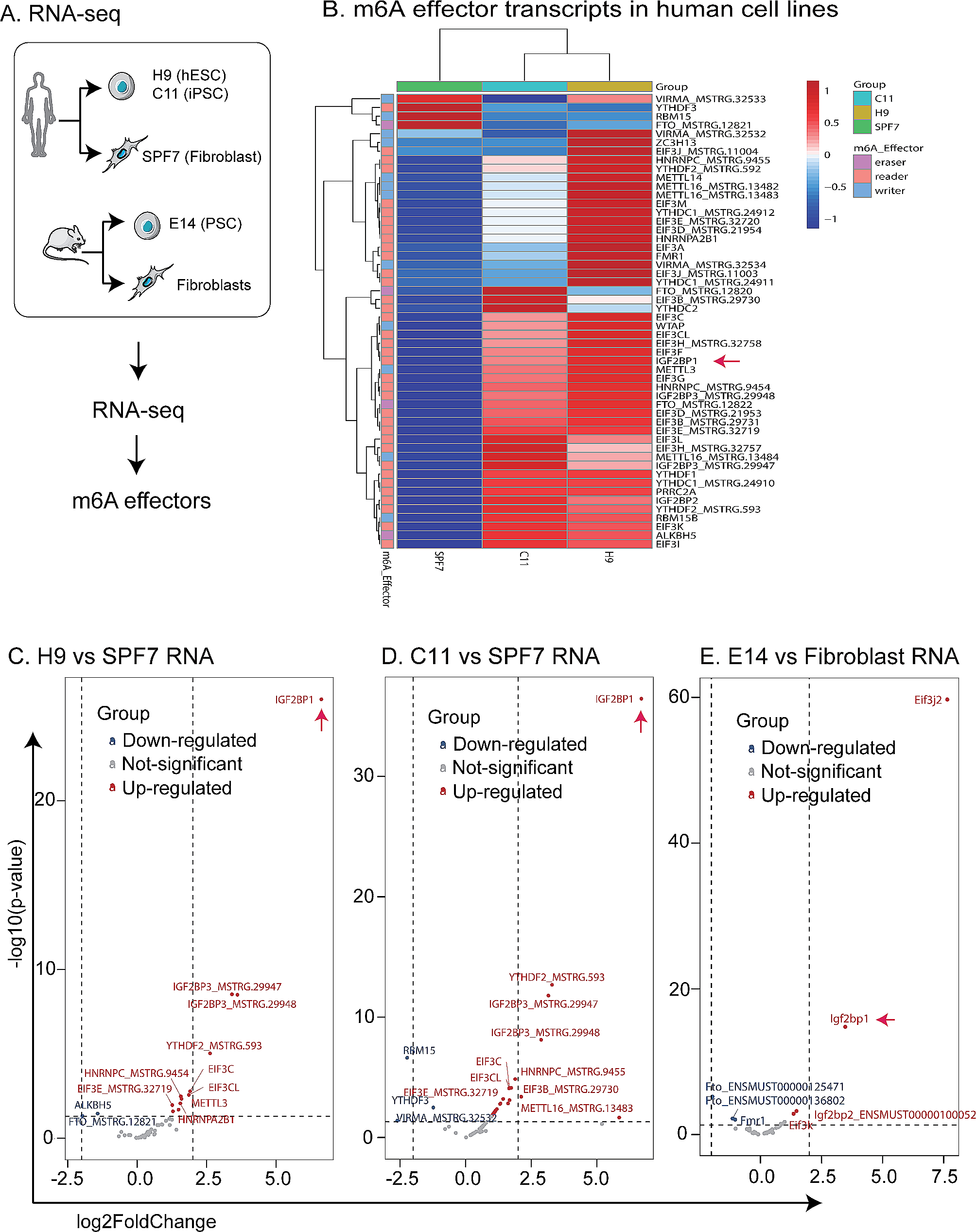 Profiling the role of m6A effectors in the regulation of pluripotent reprogramming
