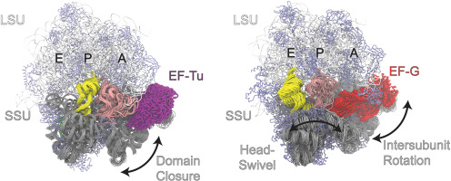 Conformational changes of ribosomes during translation elongation resolved by molecular dynamics simulations