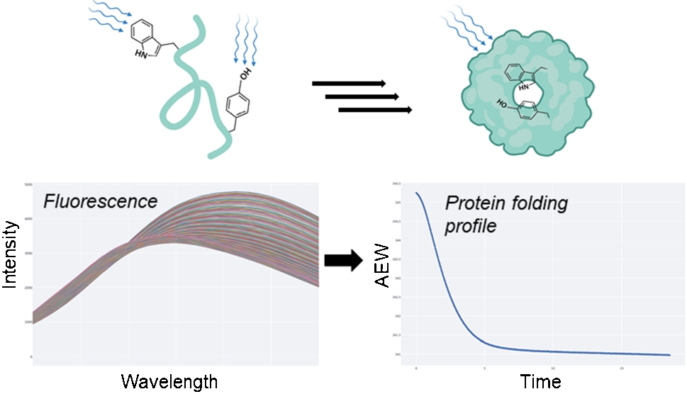 Online monitoring of protein refolding in inclusion body processing using intrinsic fluorescence