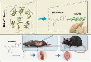 Resveratrol regulates Thoc5 to improve maternal immune activation-induced autism-like behaviors in adult mouse offspring