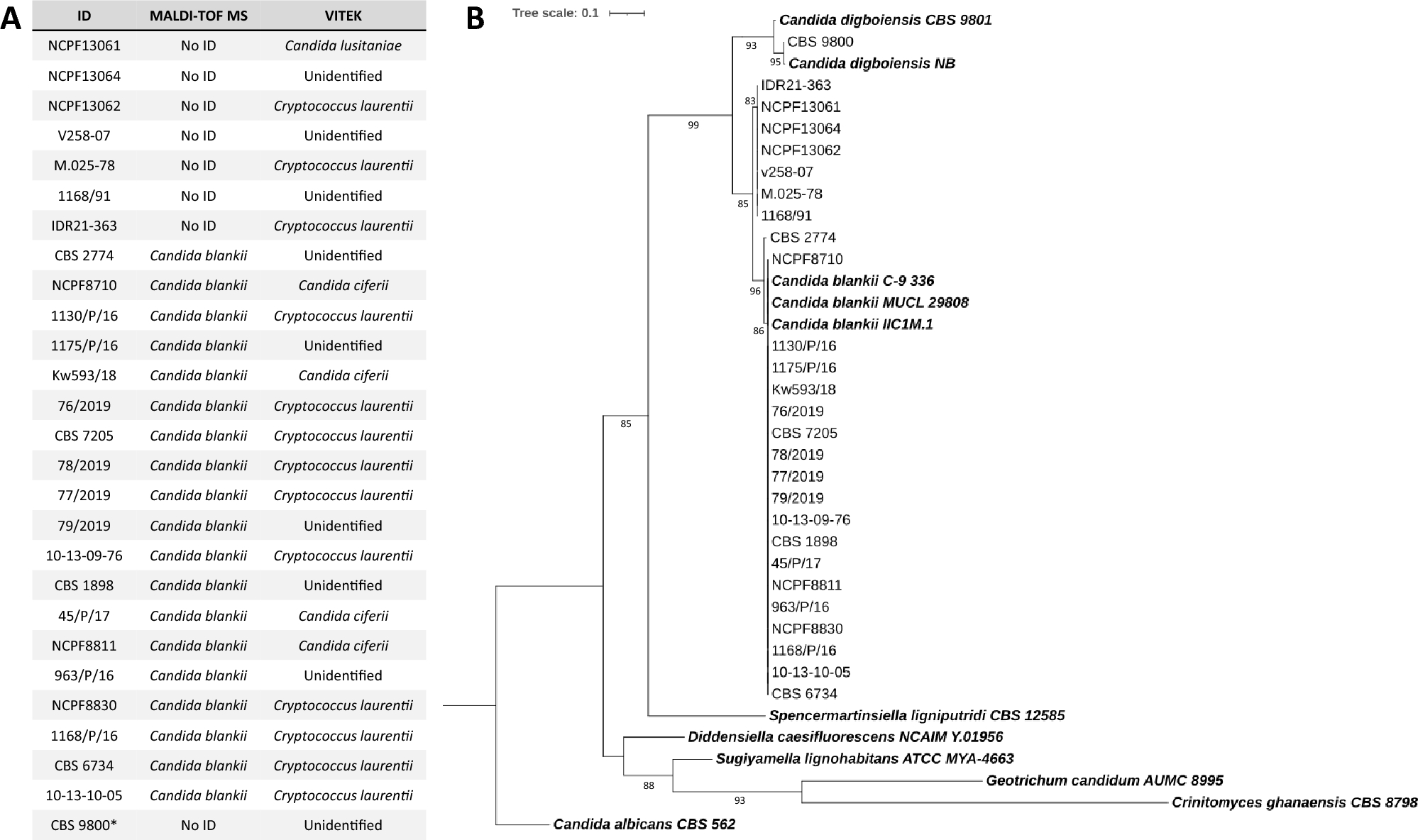 The yeast genus Tardiomyces gen. nov. with one new species and two new combinations