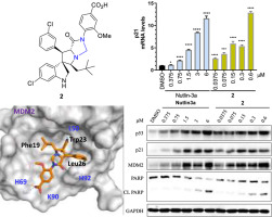 Synthesis and biological evaluation of 4-imidazolidinone–containing compounds as potent inhibitors of the MDM2/p53 interaction