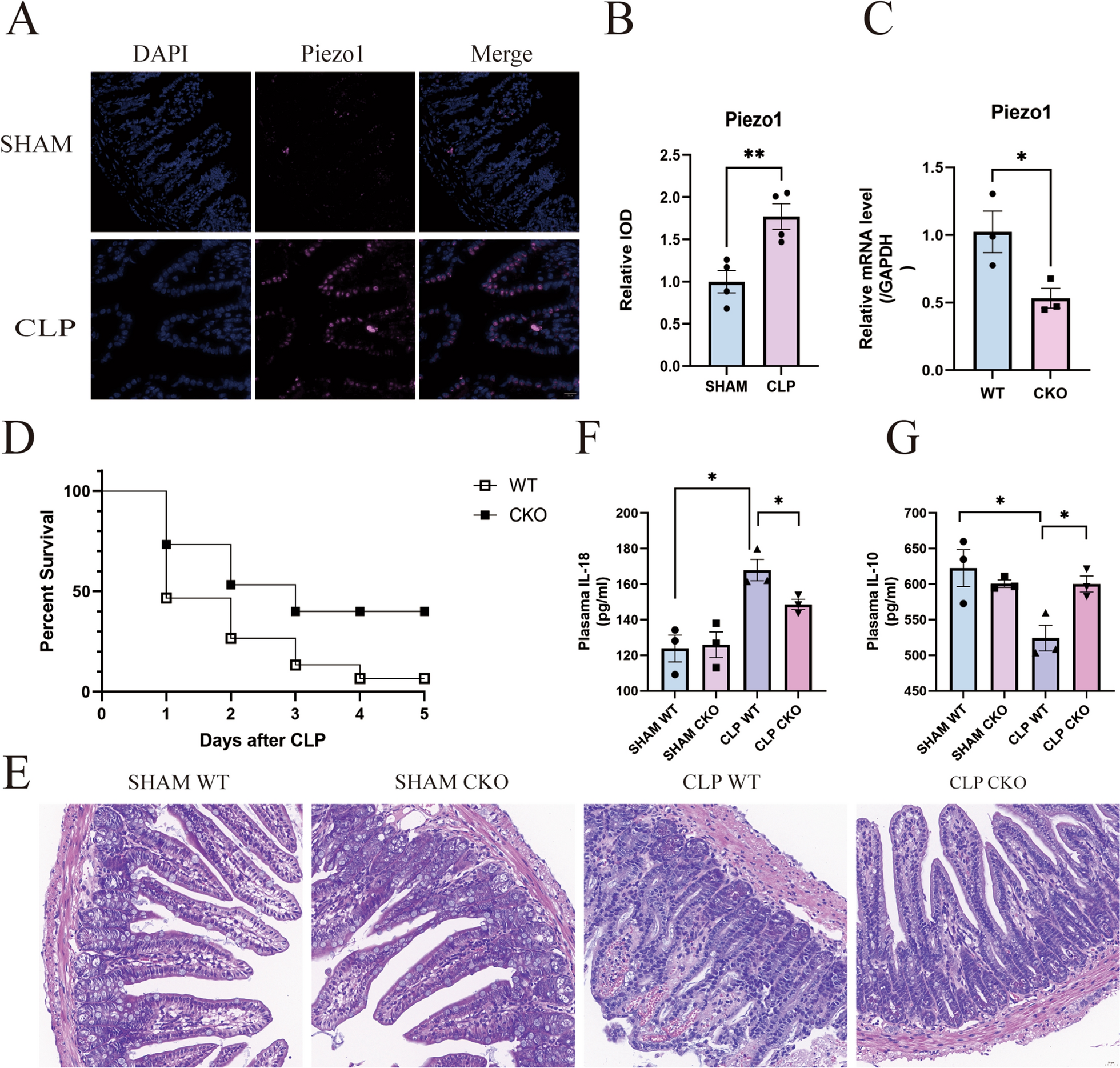Intestinal Piezo1 aggravates intestinal barrier dysfunction during sepsis by mediating Ca2+ influx