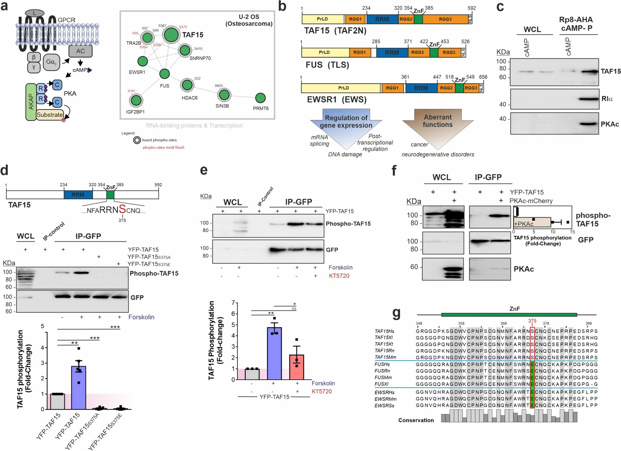 Phosphorylation of the compartmentalized PKA substrate TAF15 regulates RNA–protein interactions