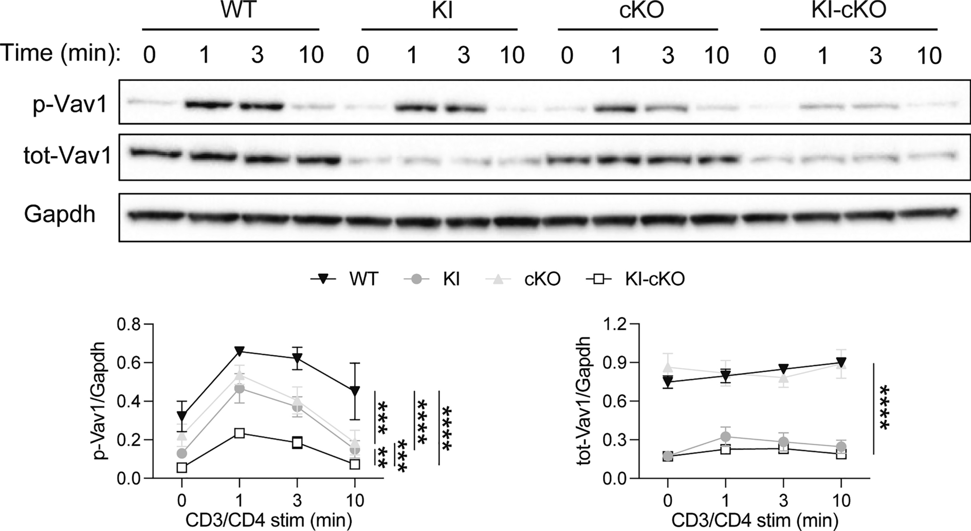 Positive regulation of Vav1 by Themis controls CD4 T cell pathogenicity in a mouse model of central nervous system inflammation