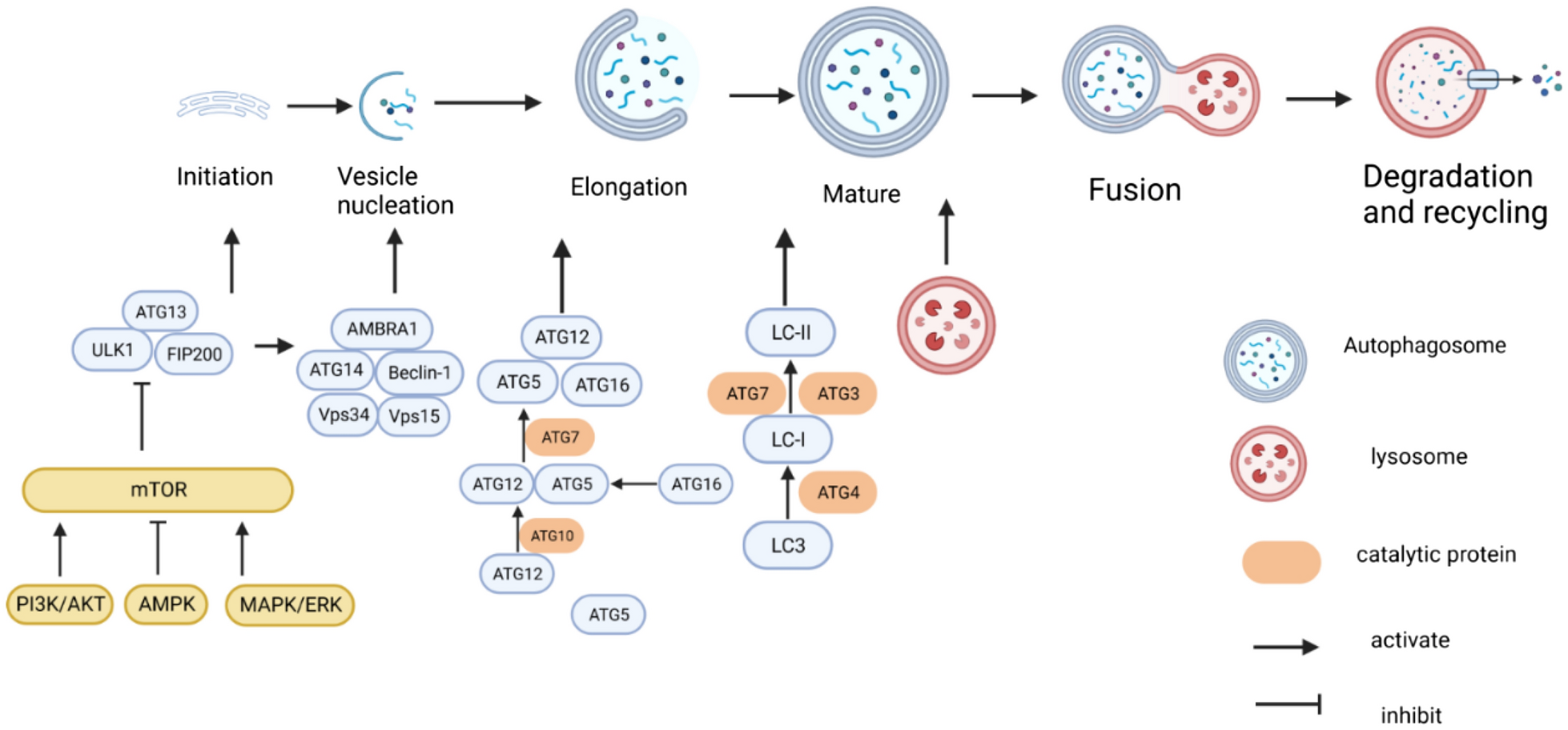 Crosstalk between m6A modification and autophagy in cancer