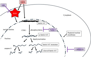 Doxorubicin induces phosphorylation of lamin A/C and loss of nuclear membrane integrity: A novel mechanism of cardiotoxicity