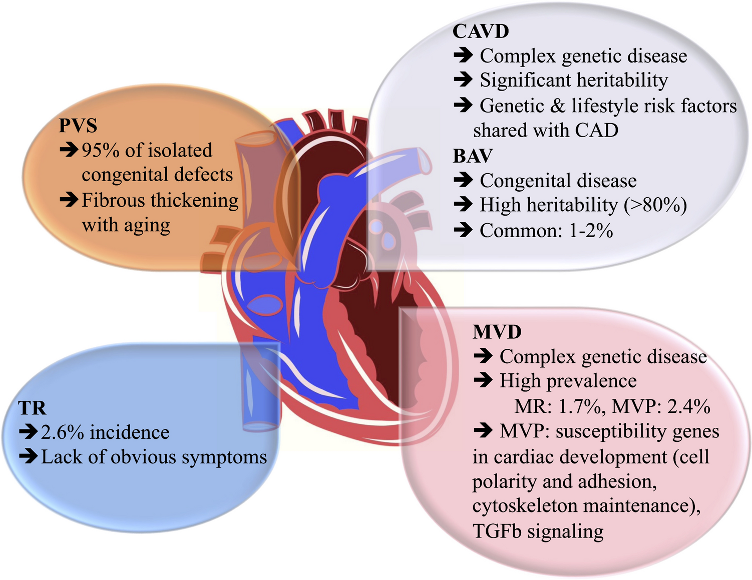 Insights into the Inherited Basis of Valvular Heart Disease