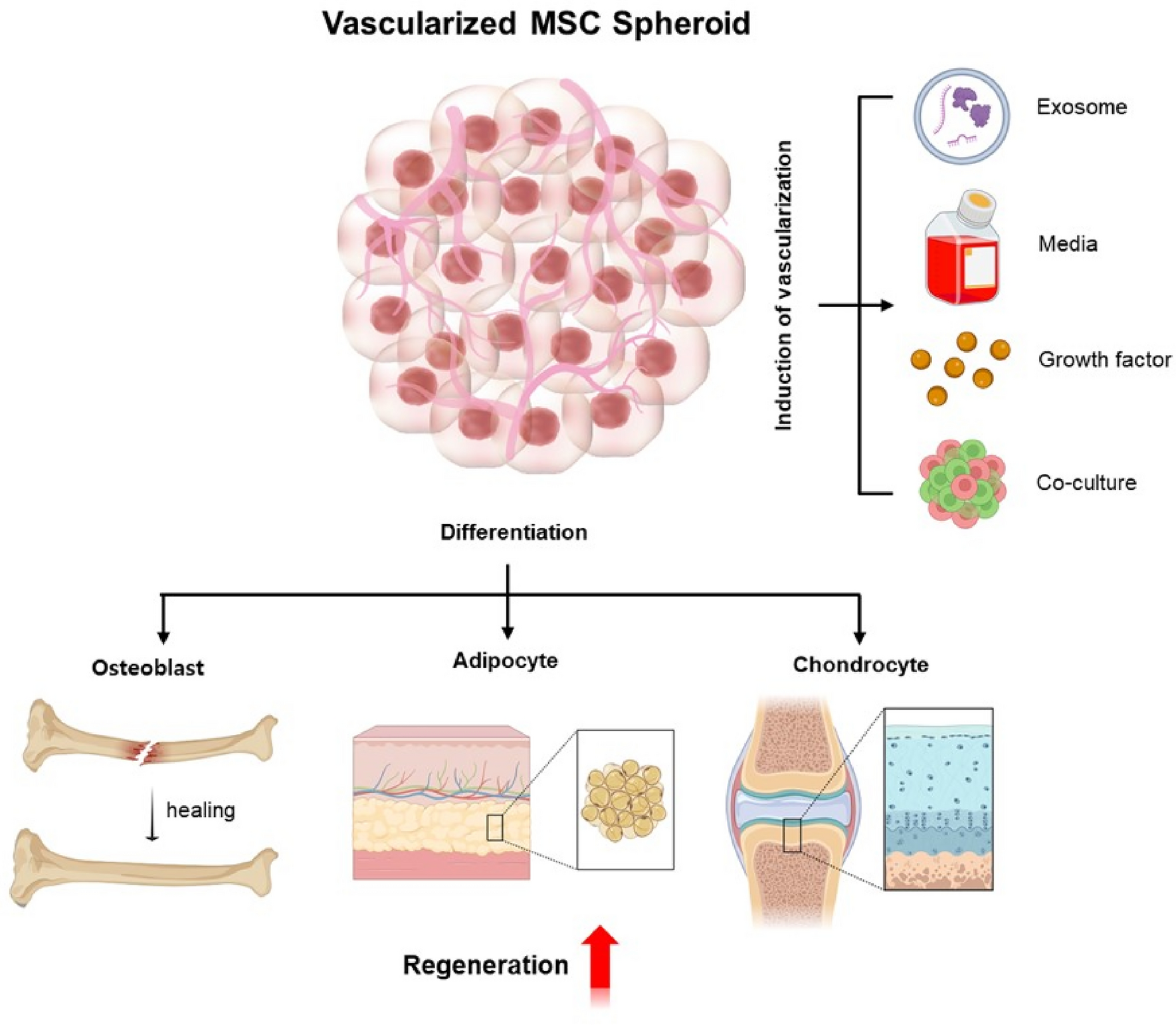 Mesenchymal Stem Cell Spheroids: A Promising Tool for Vascularized Tissue Regeneration