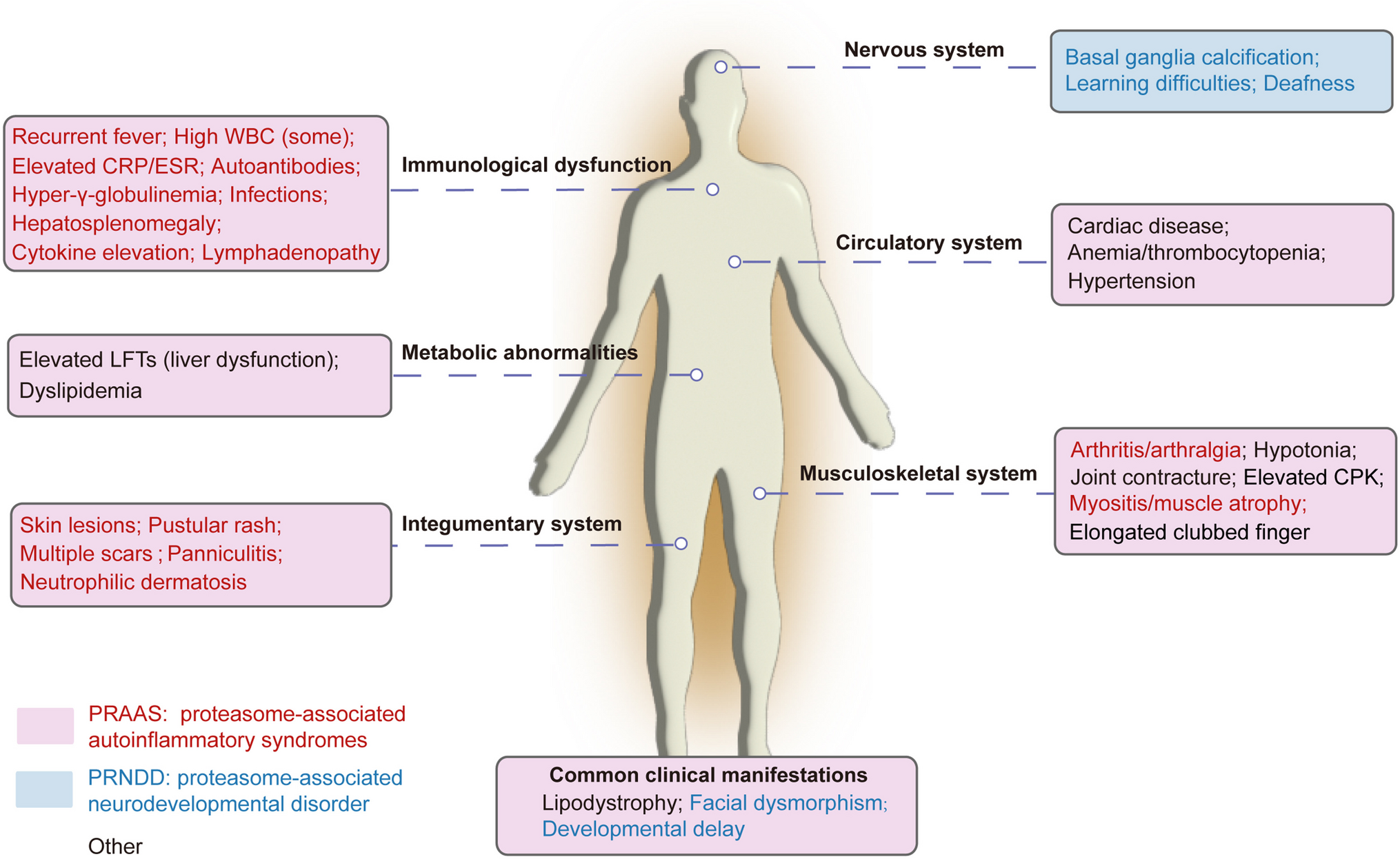Proteasome-Associated Syndromes: Updates on Genetics, Clinical Manifestations, Pathogenesis, and Treatment