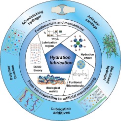 Fundamental, mechanism and development of hydration lubrication: From bio-inspiration to artificial manufacturing