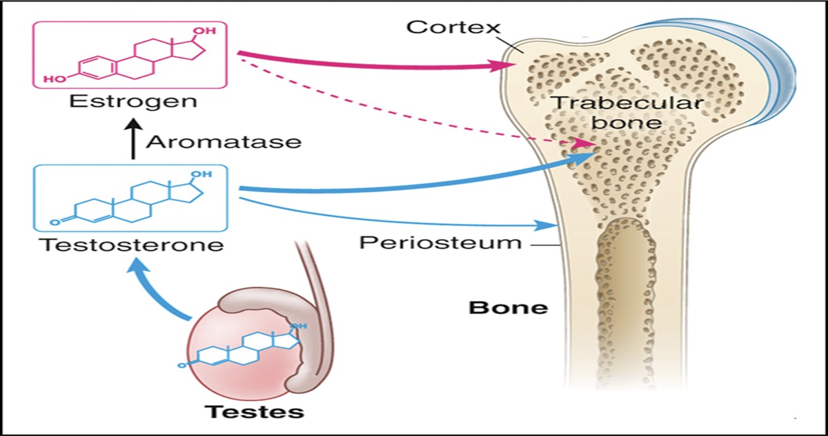 Testosterone Replacement Therapy in Orthopaedic Surgery