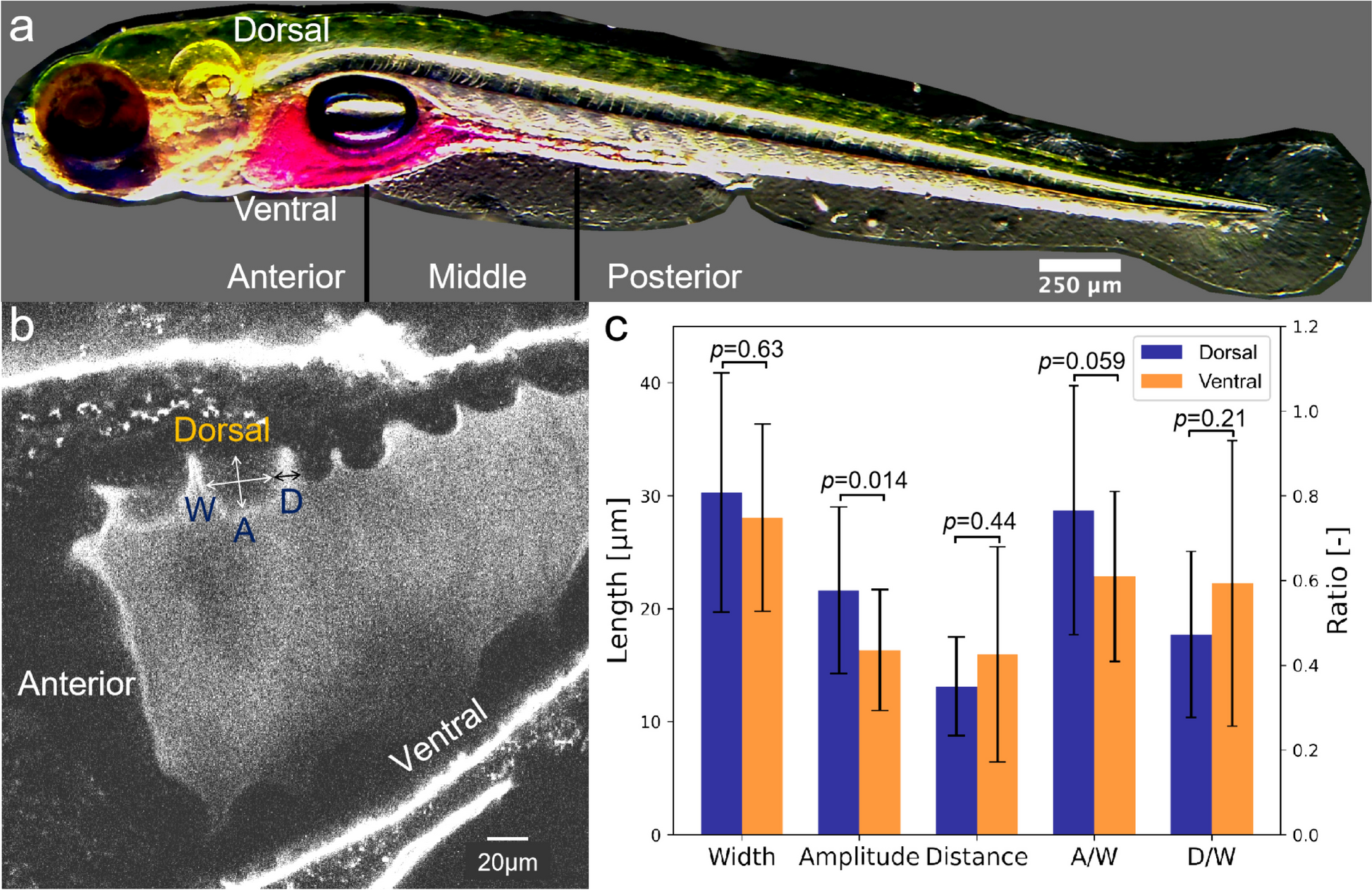 Bacterial accumulation in intestinal folds induced by physical and biological factors