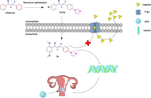 Design and synthesis of novel imidazole-chalcone derivatives as microtubule protein polymerization inhibitors to treat cervical cancer and reverse cisplatin resistance