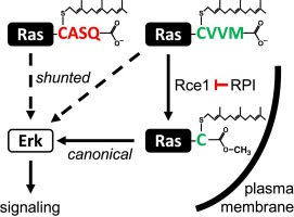 Targeted genetic and small molecule disruption of N-Ras CaaX cleavage alters its localization and oncogenic potential