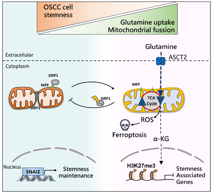 DRP1 inhibition-mediated mitochondrial elongation abolishes cancer stemness, enhances glutaminolysis, and drives ferroptosis in oral squamous cell carcinoma