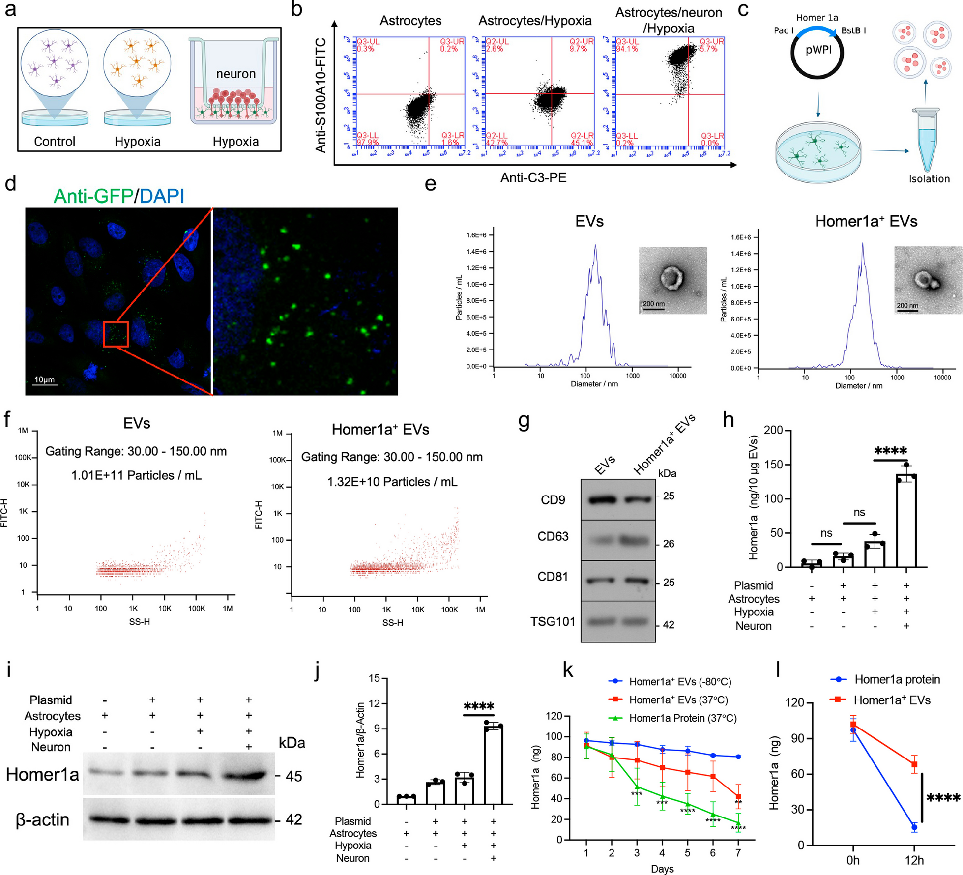 Extracellular vesicle encapsulated Homer1a as novel nanotherapeutics against intracerebral hemorrhage in a mouse model