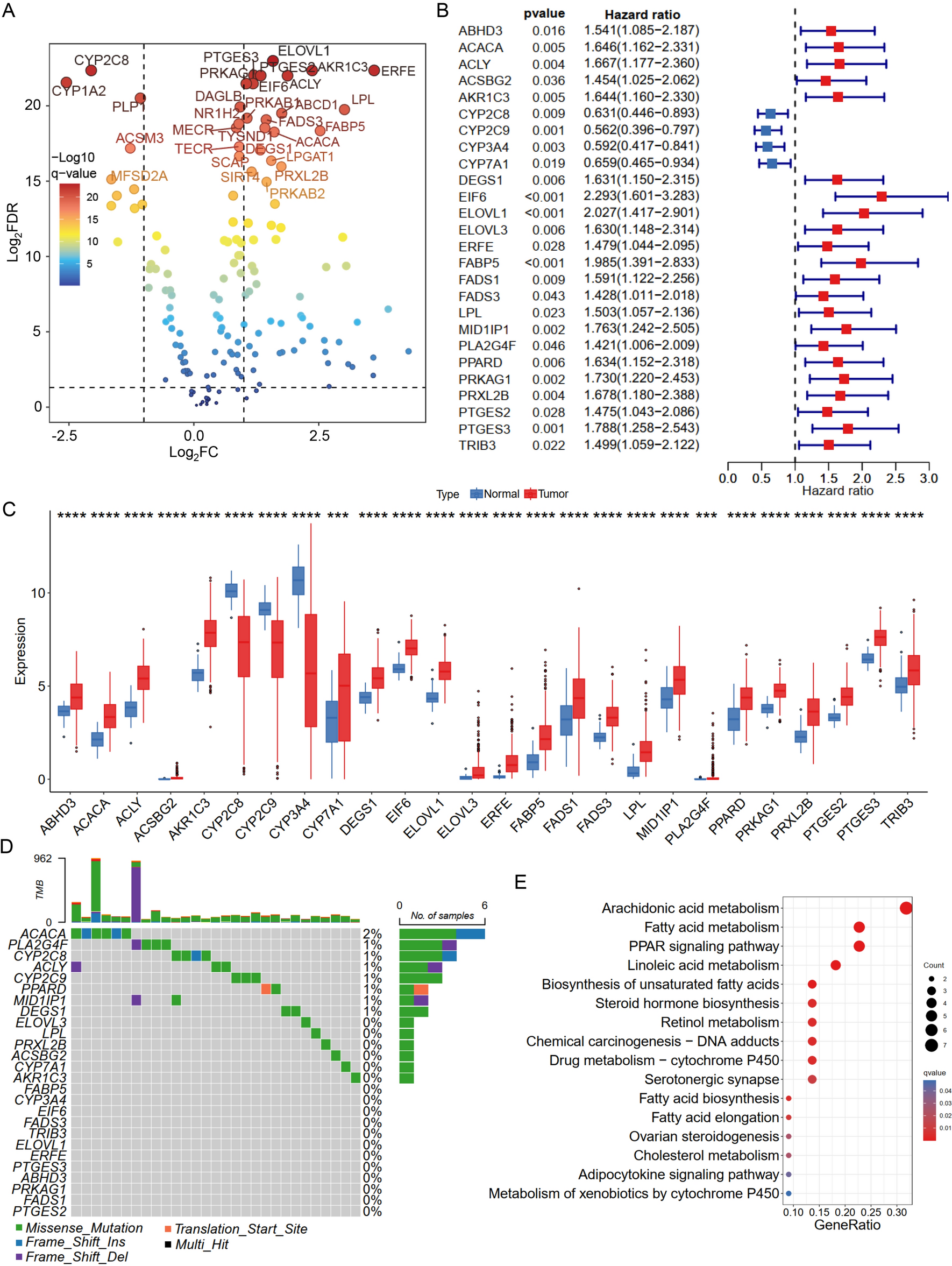 Identification of fatty acids synthesis and metabolism-related gene signature and prediction of prognostic model in hepatocellular carcinoma