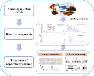 Xuebijing injection and its bioactive components alleviate nephrotic syndrome by inhibiting podocyte inflammatory injury