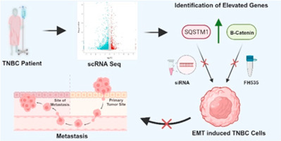 Single-cell transcriptomics reveals the intra-tumoral heterogeneity and SQSTM1/P62 and Wnt/β-catenin mediated epithelial to mesenchymal transition and stemness of triple-negative breast cancer