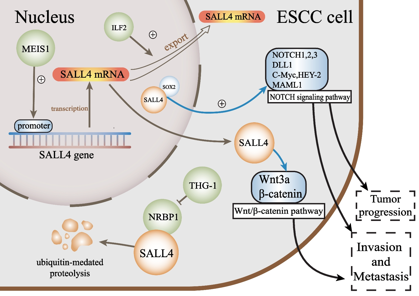 SALL4 in gastrointestinal tract cancers: upstream and downstream regulatory mechanisms