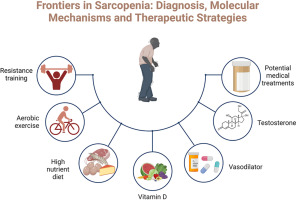 Frontiers in sarcopenia: Advancements in diagnostics, molecular mechanisms, and therapeutic strategies