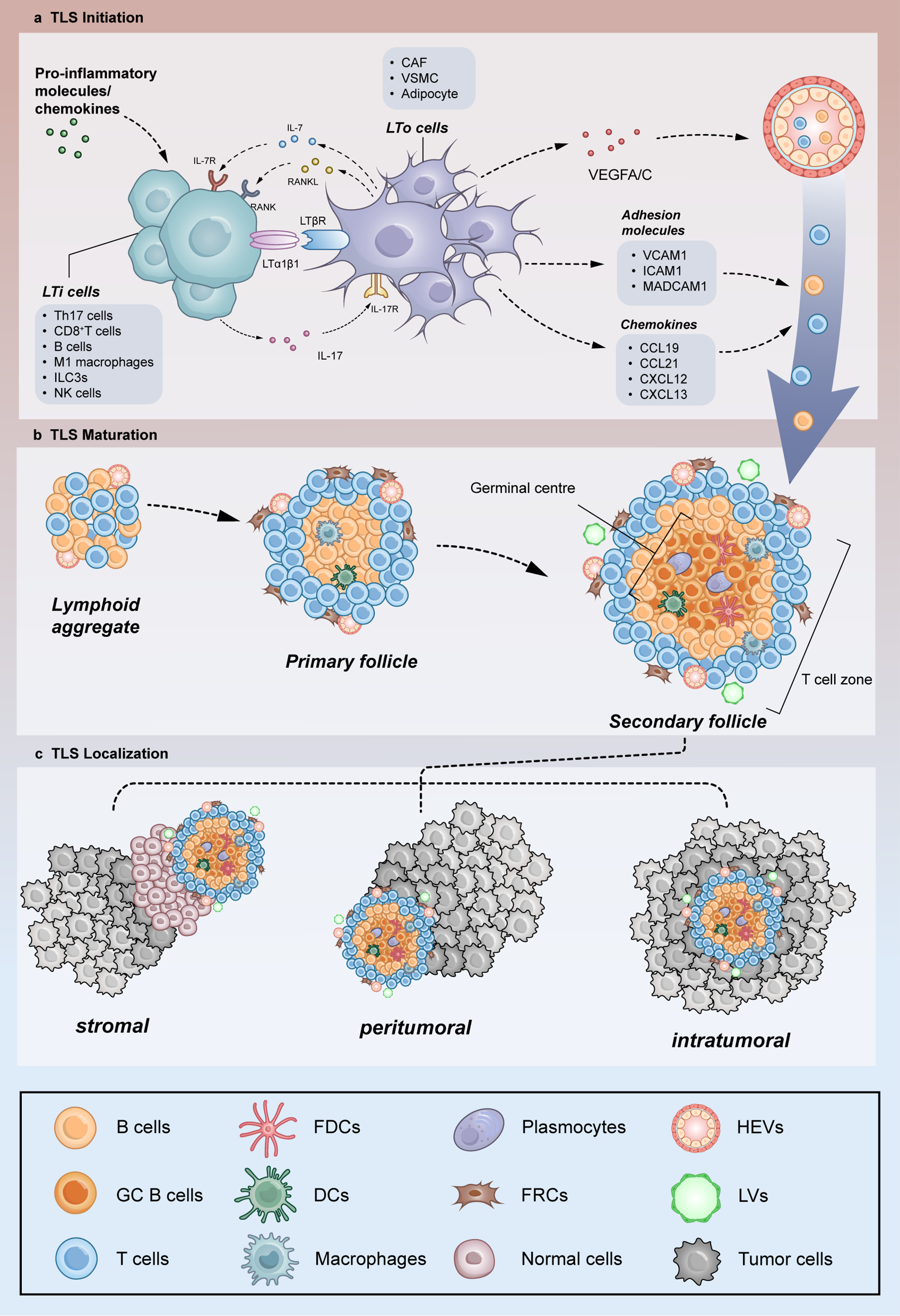 Tertiary lymphoid structural heterogeneity determines tumour immunity and prospects for clinical application