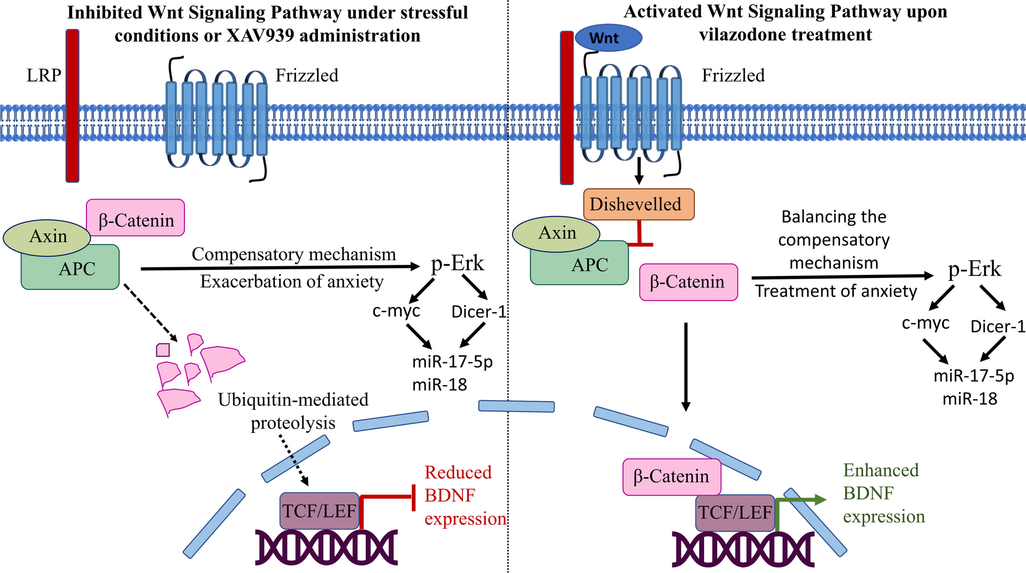 Vilazodone Alleviates Neurogenesis-Induced Anxiety in the Chronic Unpredictable Mild Stress Female Rat Model: Role of Wnt/β-Catenin Signaling