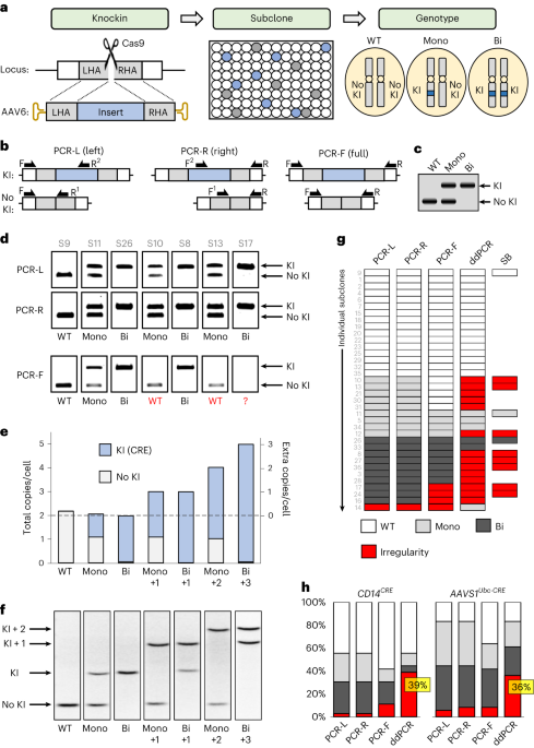 Genome engineering with Cas9 and AAV repair templates generates frequent concatemeric insertions of viral vectors
