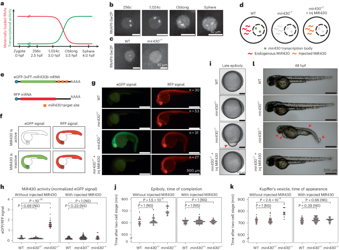 Transcription bodies regulate gene expression by sequestering CDK9